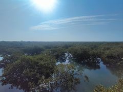 -北海金海湾红树林生态旅游区