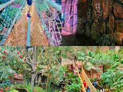 -正佳雨林生态植物园