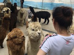 -西霞口神雕山野生动物世界