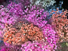 -循礼门鲜花花市(武汉循礼门店)