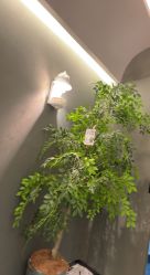 -苏州奥拉克美容医院