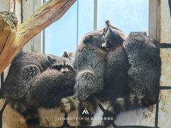 -海合安武汉极地海洋公园