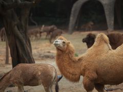 -广州长隆野生动物世界