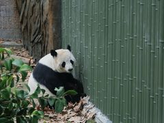 -成都动物园
