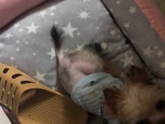 -BABYDOG宝贝狗宠物乐园(欧洲城店)