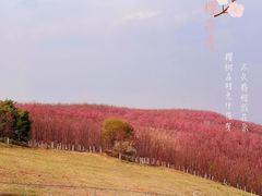 -宜良山后樱花谷