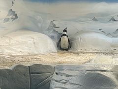 -上海海洋水族馆