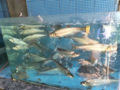 -天怡·鱼工厂(临江店)