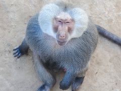 -西霞口神雕山野生动物世界