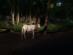 -清迈夜间动物园