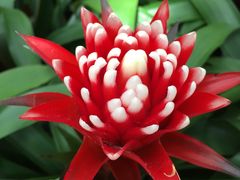 -上海鲜花港