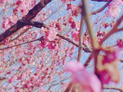 -梅花山(明孝陵内)