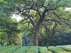 -西湖风景区十里琅珰-五云山