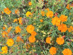 -花博汇(知音花月夜)