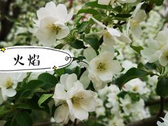 -海棠花溪(元大都城垣遗址公园)