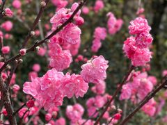 -杭州半山国家森林公园