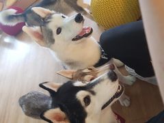-Husky Go! 哈士奇体验馆·宠物咖啡厅狗咖