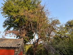 -泰山风景名胜区-普照寺