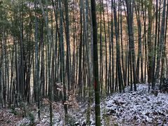 -镇江市南山风景名胜区竹林景区