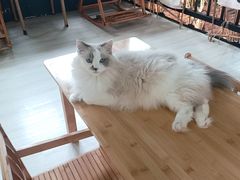 -豆逗聊愈猫阁Easy Life