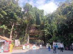-西双版纳原始森林公园