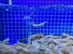 水产区-威海渔村(静安旗舰店)