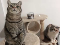 -喵屿·大理花园猫咖