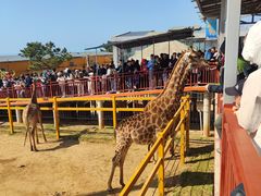 -西霞口神雕山野生动物世界