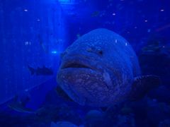 -成都浩海立方海洋公园