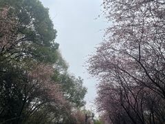 -八大山人梅湖景区