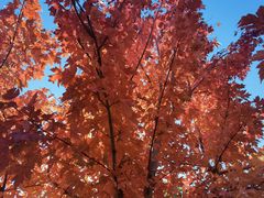 -北京西山国家森林公园