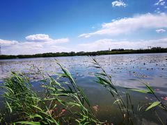 -大兴滨河森林公园