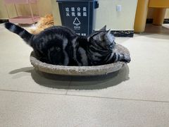 -藏猫猫咖啡主题馆(中央大道店)