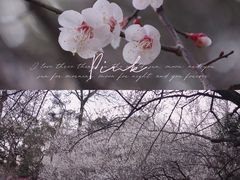 -杭州植物园
