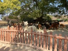 -上海野生动物园