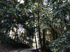 -南宁良凤江国家森林公园