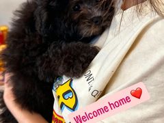 -翊宠yipet猫狗购宠庄园犬舍•猫舍