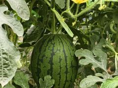 -庞各庄翠芳园西瓜蔬菜基地采摘园