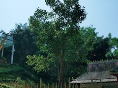 -西双版纳勐泐文化旅游区