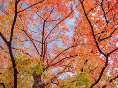 -东湖落雁景区