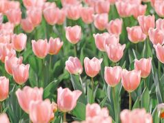 -玄武湖景区-情侣园游乐场