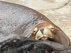 -珠海长隆海洋王国