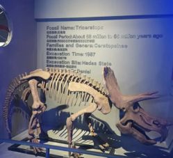 -恐龙探索乐园(磁器口店)