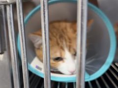 -四月宠物医院·猫专科·心脏专科·内科(转塘店)