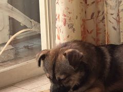 -宠物星动物医院·眼科·异宠·猫科(江南大道总院)