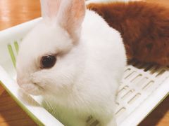 -藦茜花园宠物主题亲子互动体验馆(国顺东路店)