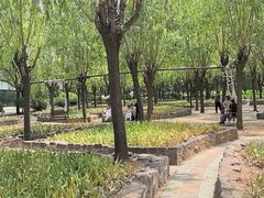 -洛阳郁金香牡丹园