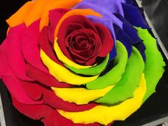 -ROSEONLY诺誓(青岛万象城店)