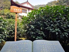 -十八棵（老龙井）御茶园(老龙井店)
