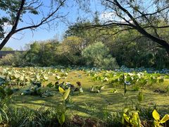 -昆山城市生态森林公园